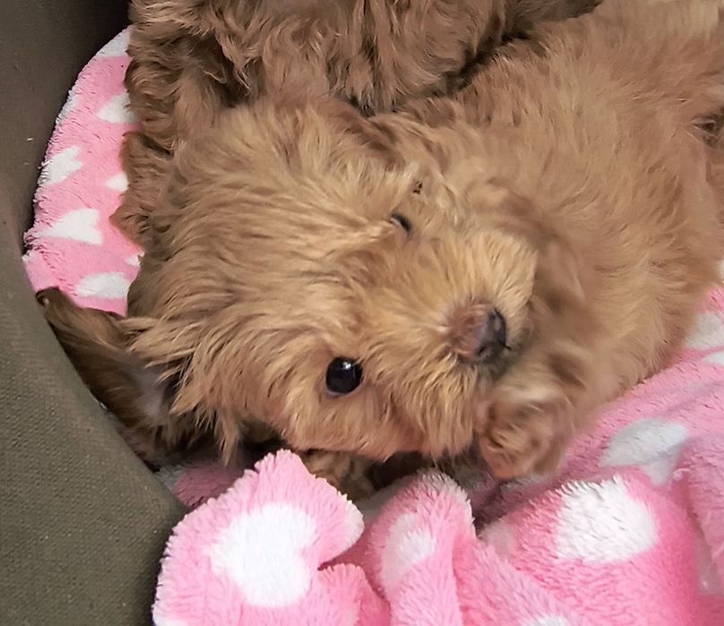 Maltipoo szczenię