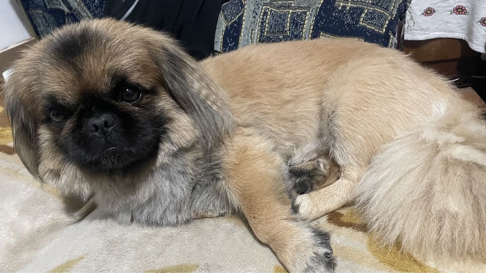 В'язка!!! Хлопчик Міша шукае дівчинку для стосунків. Пікінес 4 роки.