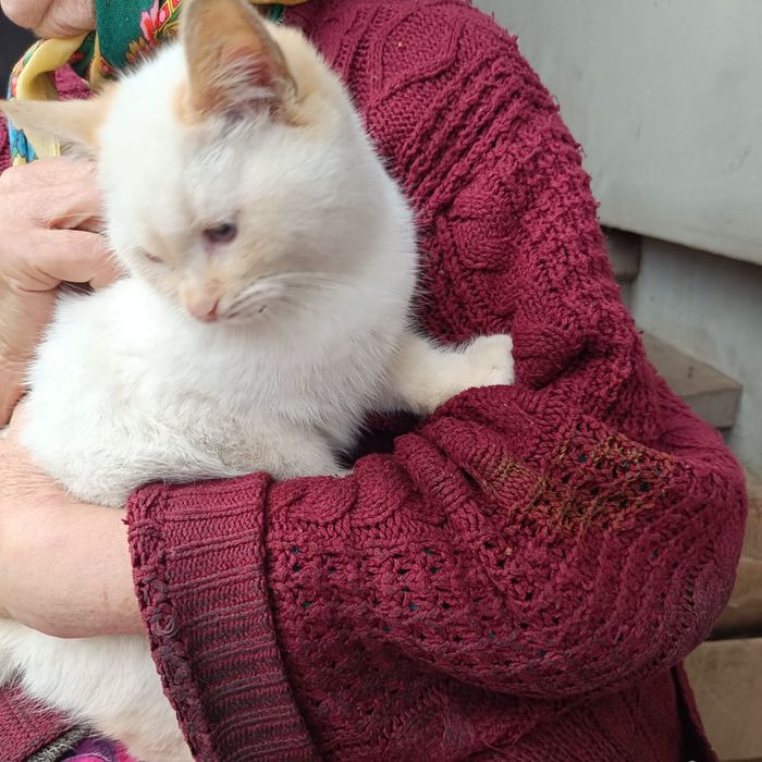 Котики в добрі руки