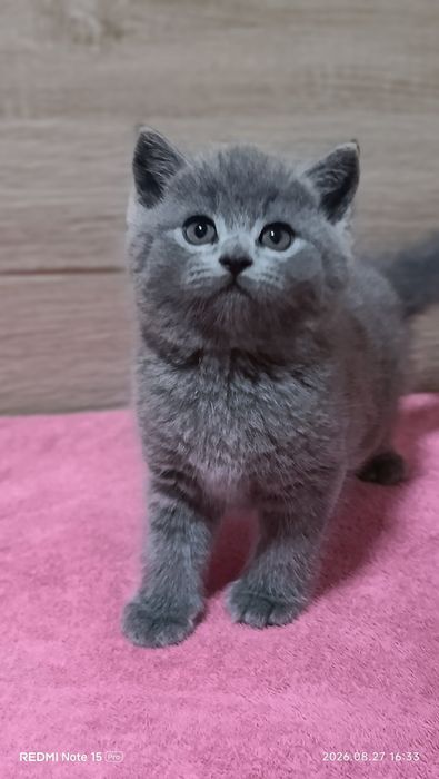 Британський хлопчик!