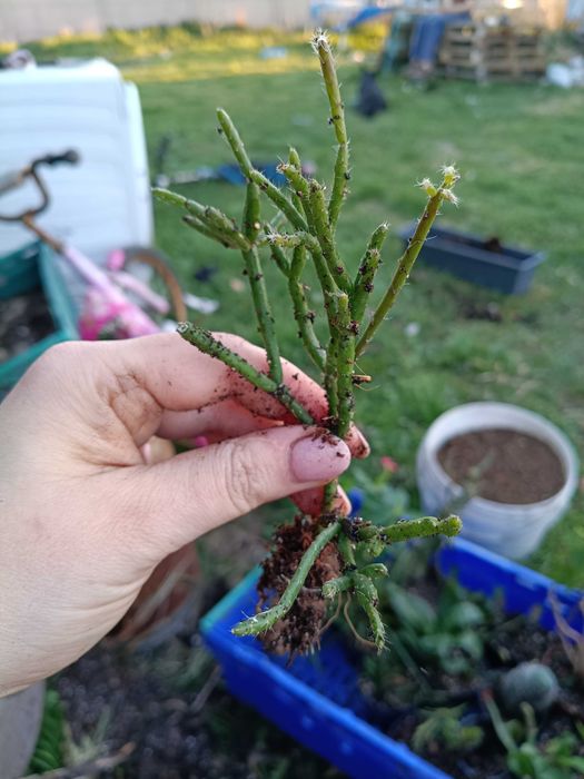 Rhipsalis , patyczak#3