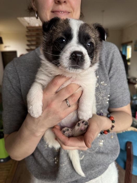 Дівчатка-цуценятка добрі руки