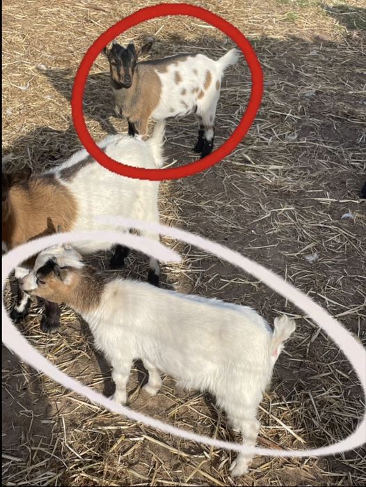 Cabras anas (macho)