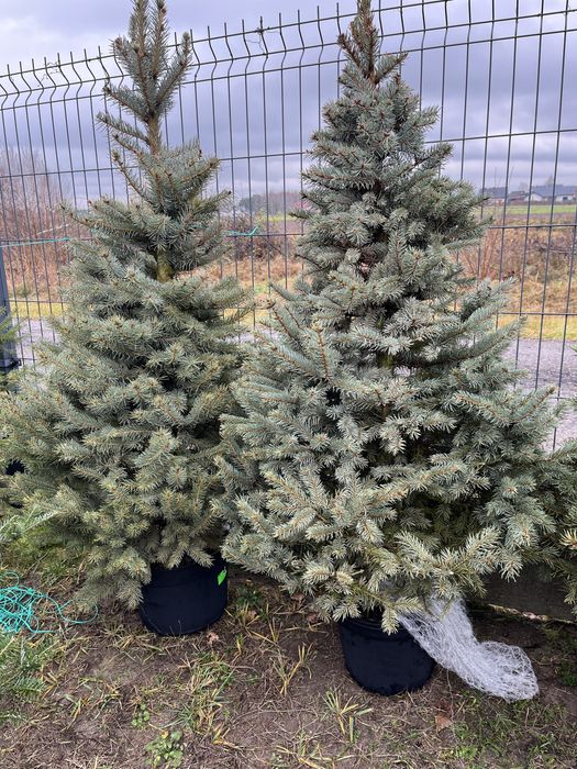 Świerk w donicach formowany