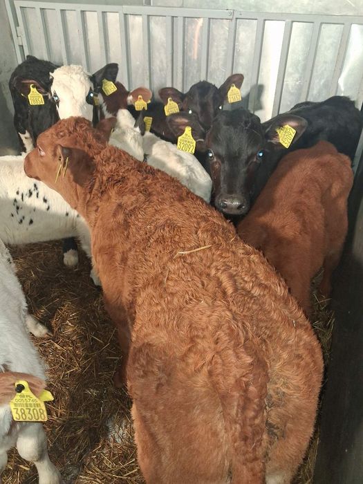 Byczki I jałówki Polskie mięsnych ras