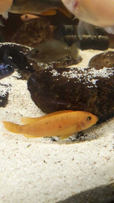 Ciclídeos africanos - Labeotropheus Trewavasae Thumbi West