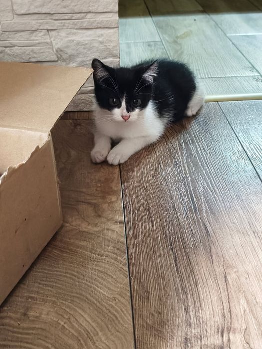 Dwa kocurki do adopcji