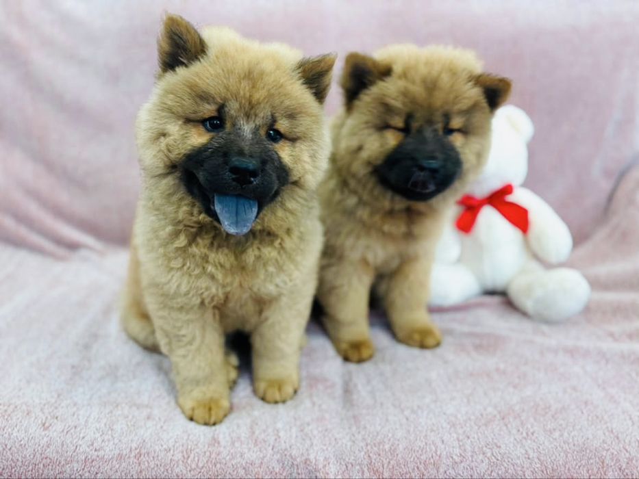 Przeuroczy misio Chow-Chow