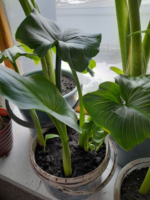 Калла квіти кали