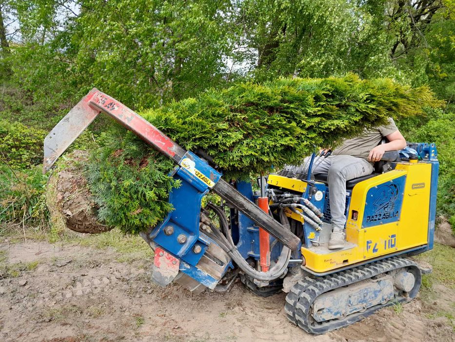Gęsta Tuja Szmaragd, Brabant, Blue Arrow! Dostawa sadzenie! Do 250cm!