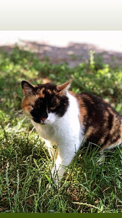 Отдам кошку трехцветку, стерилизована,  5 лет