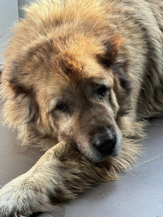 Aslan - piesek do adopcji stałej lub do domu tymczasowego