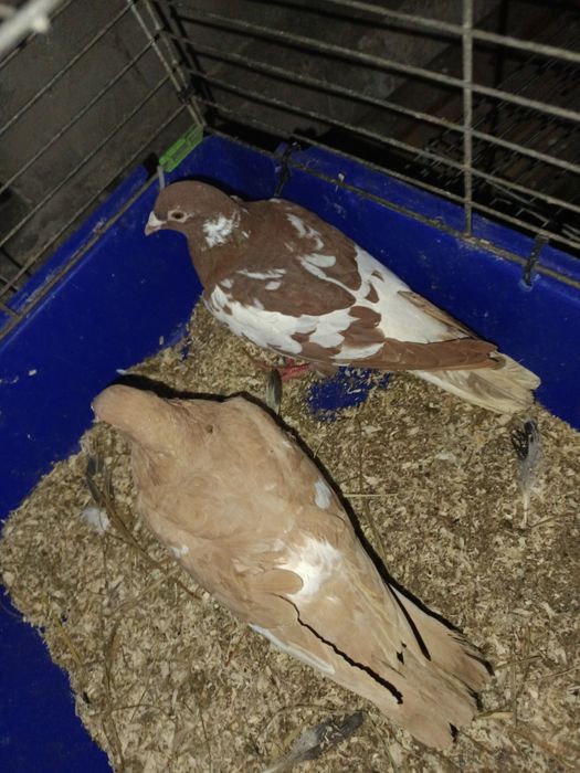 Sprzedam gołębie pocztowe mulemasy 2   sztuki MOŻLIWOŚĆ WYSYŁKI