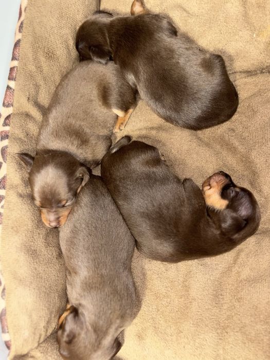 Цуцики той-терʼєр