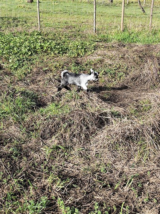 Vendo cabra cruzada com um ano e cria fêmea nascida a 03 fev
