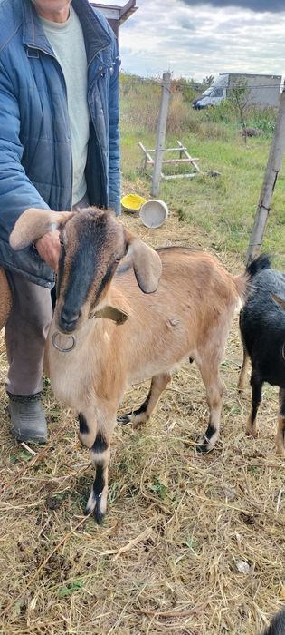 Продам Альпонубийскую козу