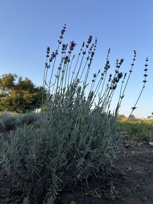 Лаванда Англійська 50 грн.