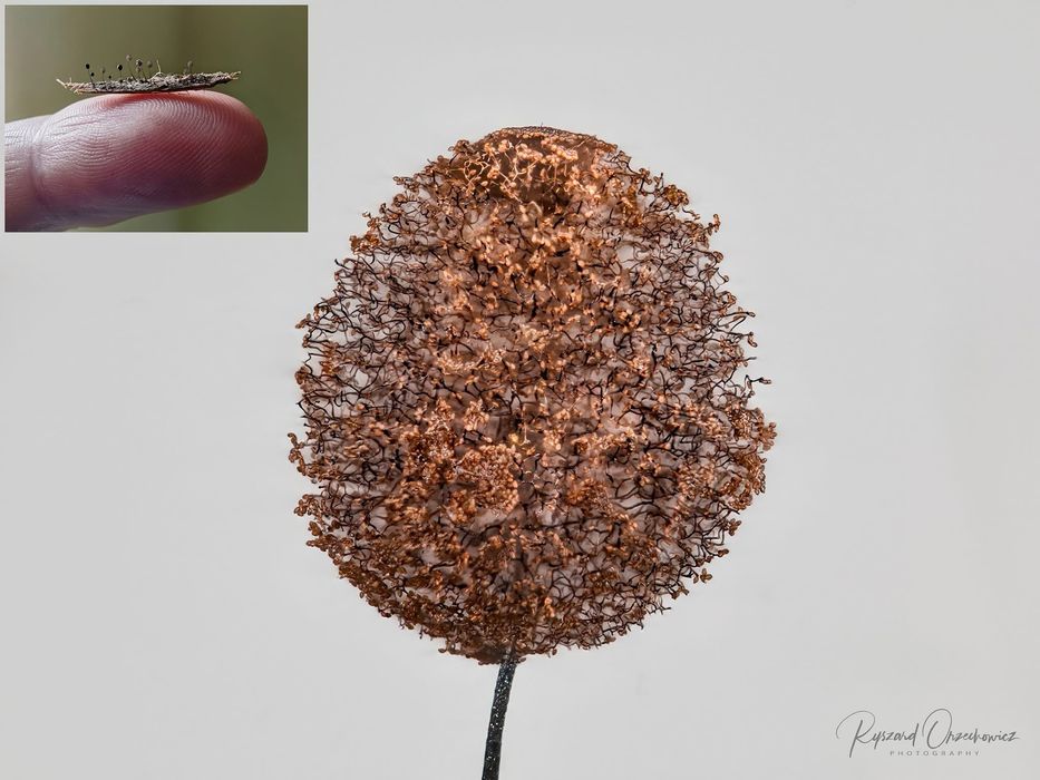 Obiektyw mikroskopowy Olympus LC Plan APO  20x NA 0.40