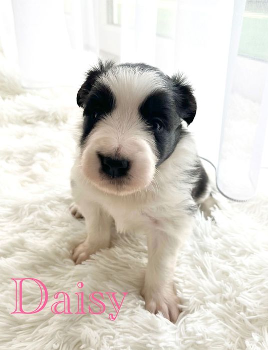 Suczka Border Collie