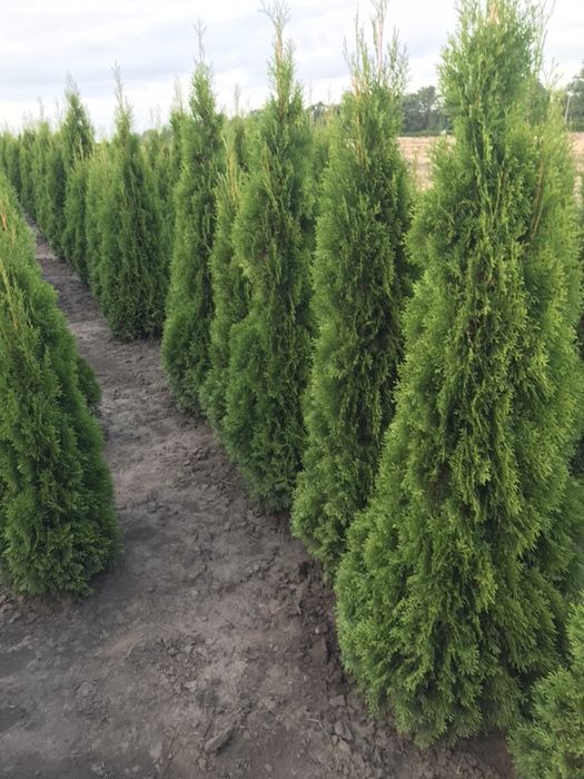 Туя СМАРАГД 1.40-1.50 Супер!