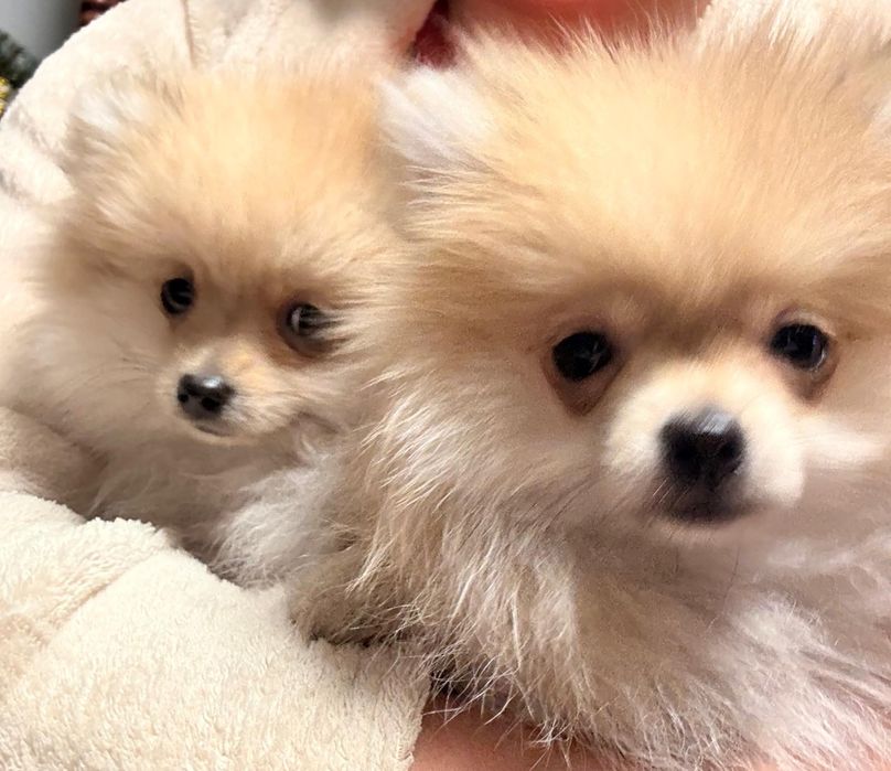 Szpic miniaturowy pomeranian