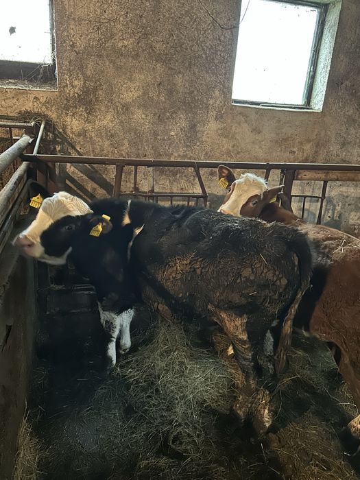 Sprzedam byka i jałówke