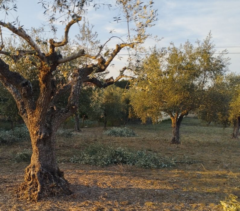 Azeite Virgem Extra Biológico - Ribatejo