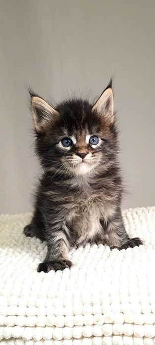 Мейн кун — серце вашого дому,