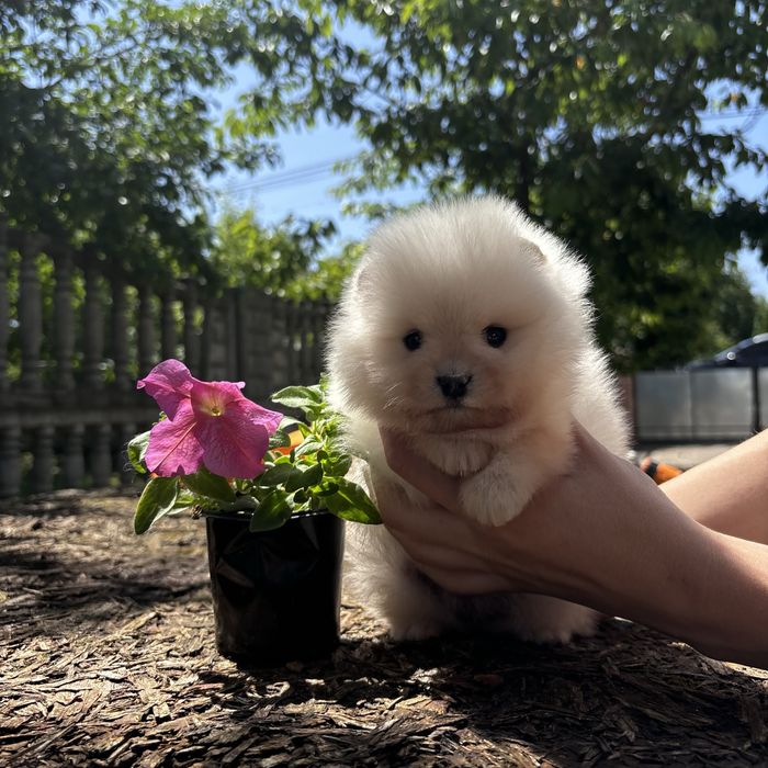 шикарна дівчинка шоу классу