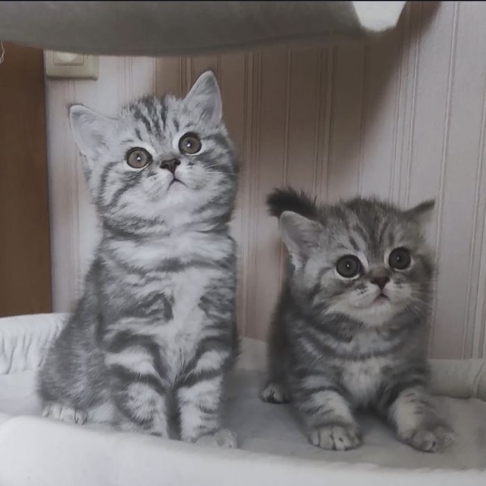 Чудові  котейки