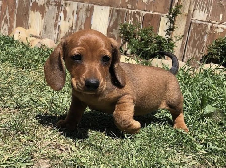 Серце в маленькому тілі