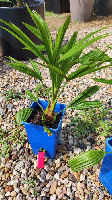 Trachycarpus Bułgaria 2 szt.