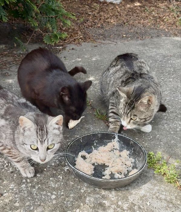 Młode piękne koty oddam w DOBRE ręce