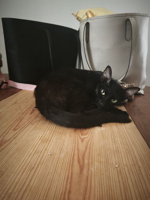 Gatos para adoção