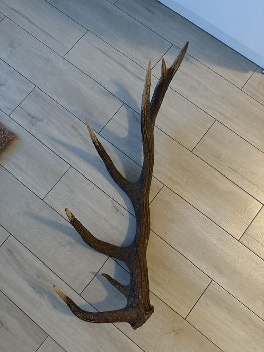 Poroże jelenia szlachetnego