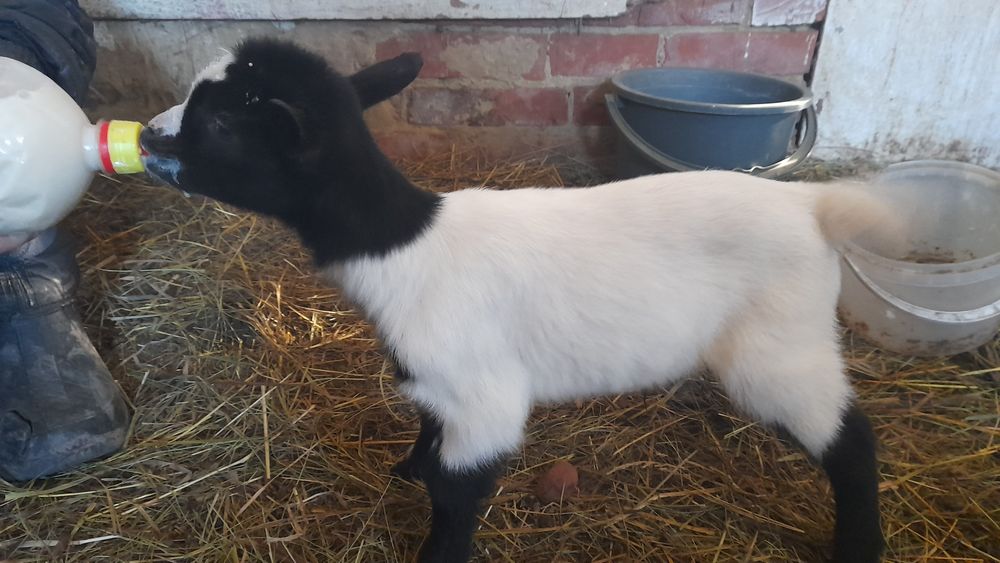 Камерунские козлята