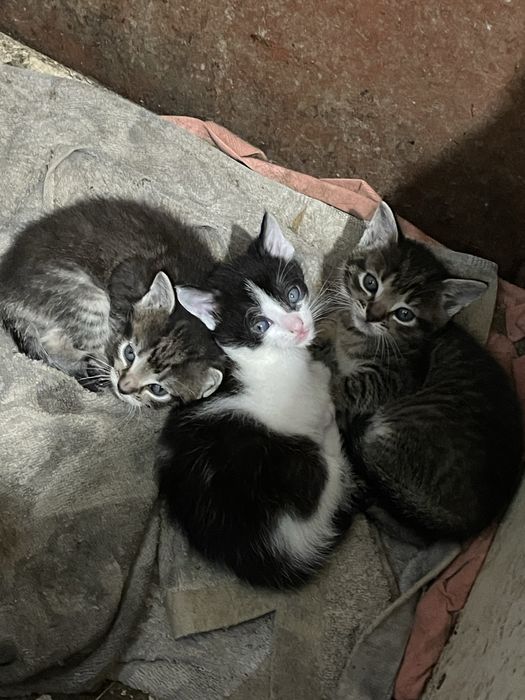 Котята віддам у хороші руки