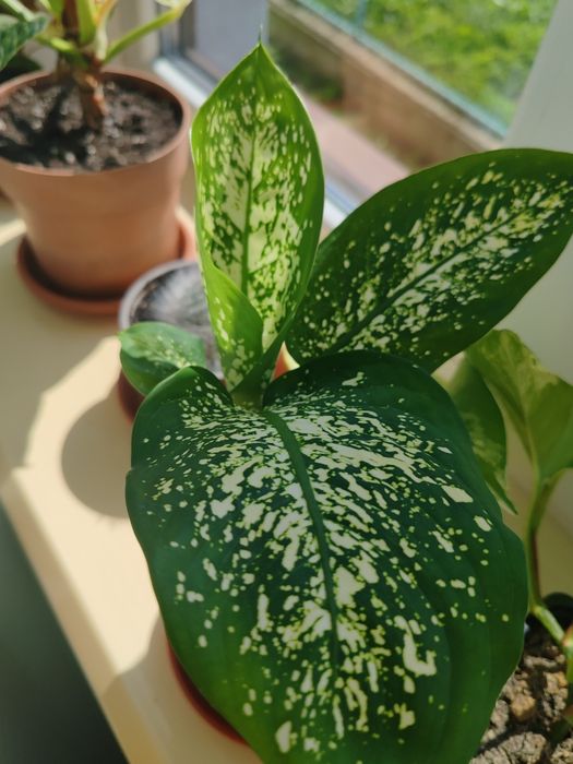 Дефінбахія.        .