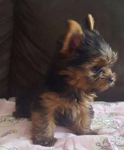 Yorkshire Terrier macho mini
