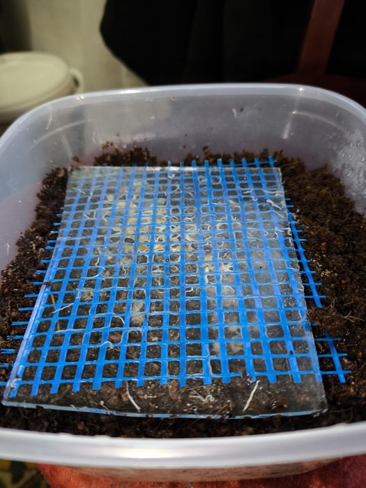 Грендаль, грендальский червь