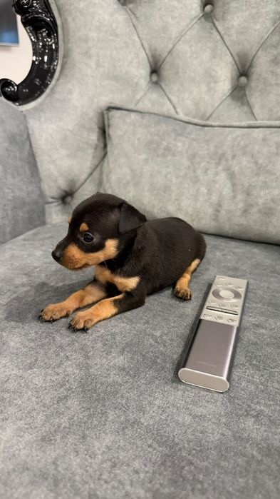 Pinscher miniatura