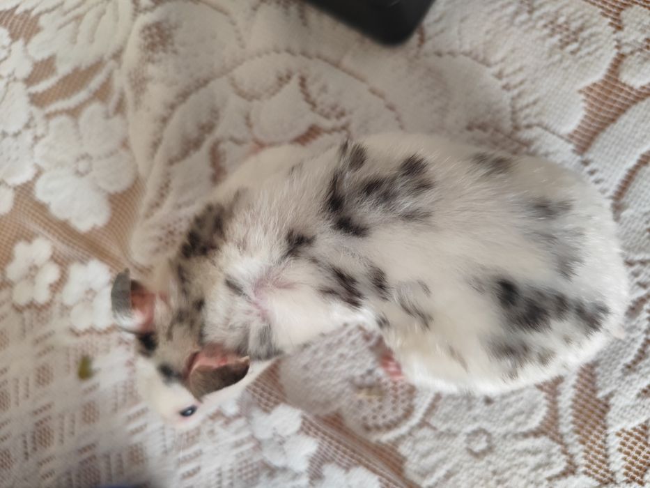 Oddam za darmo dwie chomiczki