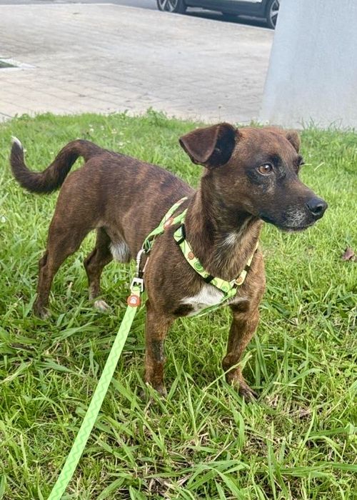 Cão macho para adoção responsável