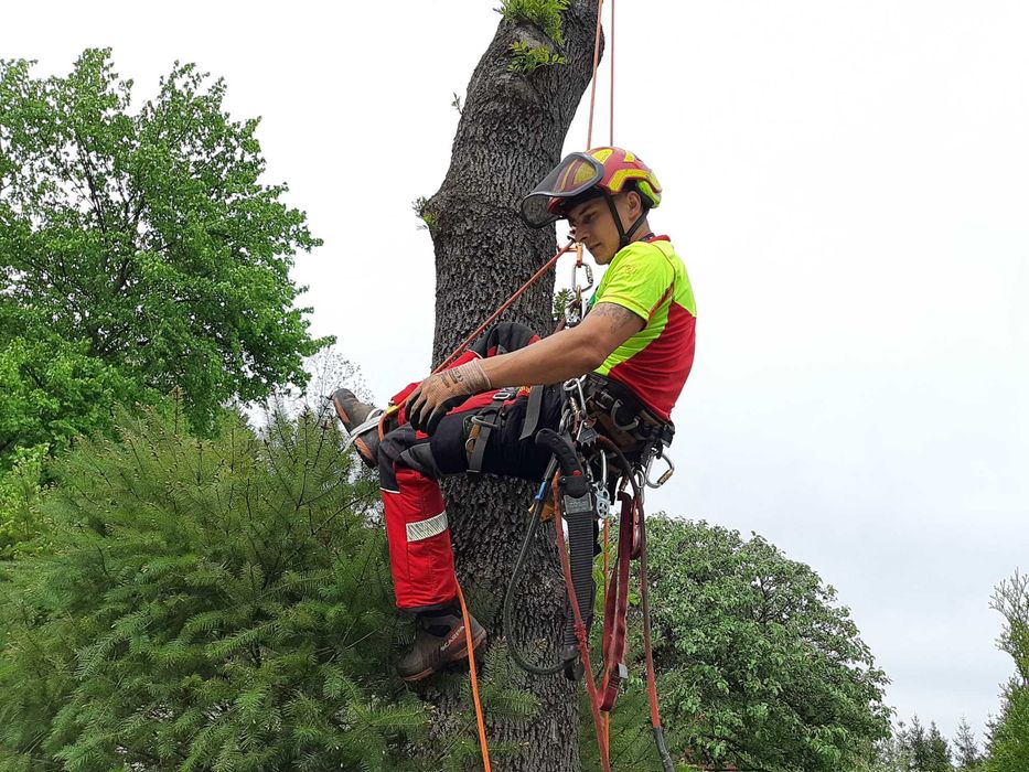 Wycinka drzew, pielęgnacja drzew, czyszczenie działek, usługi rębakiem