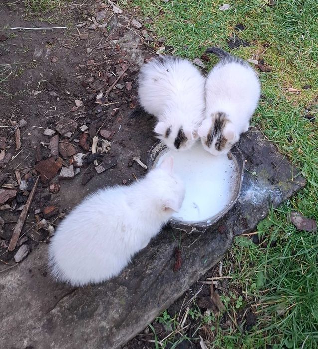 3 młode koty oddam za darmo