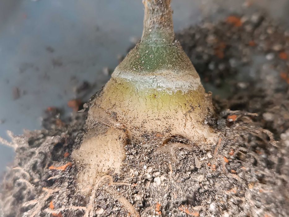 Uncarina roeoesliana