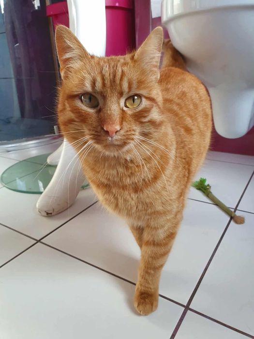 Kto pokocha pieszczocha Rufusa?