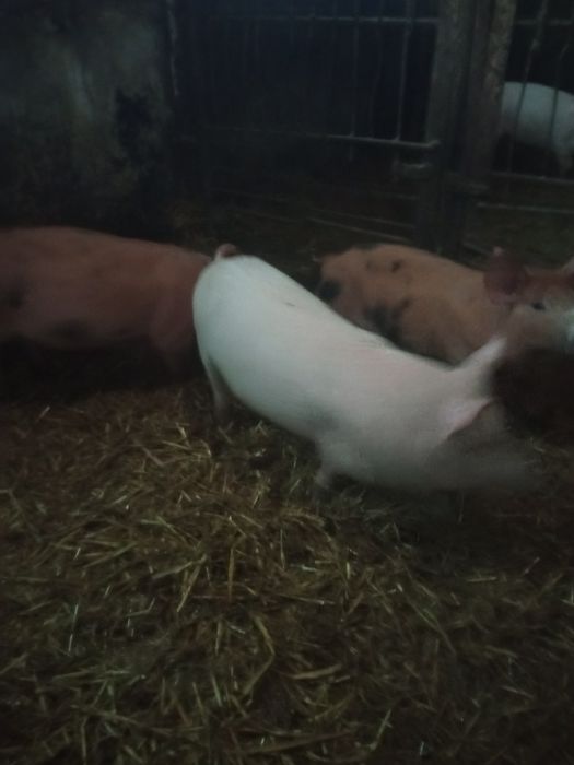 Продам поросята.