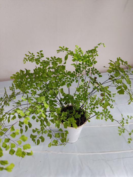 Вазони венерене волосся, золотий вус