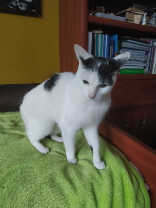 Kotka biało-czarna, Sosnowiec lub Kraków